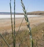 Elytrigia obtusiflora. Соцветие, частично повреждённое грызунами. Крым, Керченский п-ов, Приазовье, окр. солёного озера Чокрак, галофитный луг. 10.06.2018.