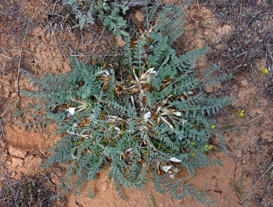 Изображение особи Astragalus testiculatus.