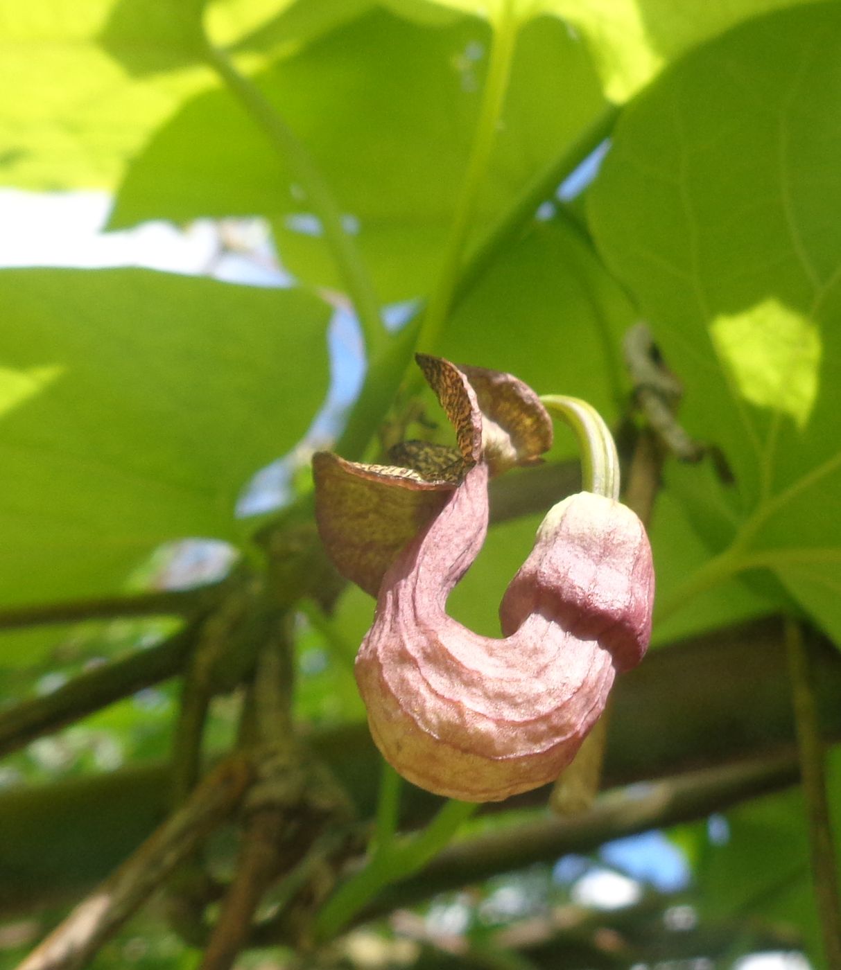 Image of Aristolochia macrophylla specimen.