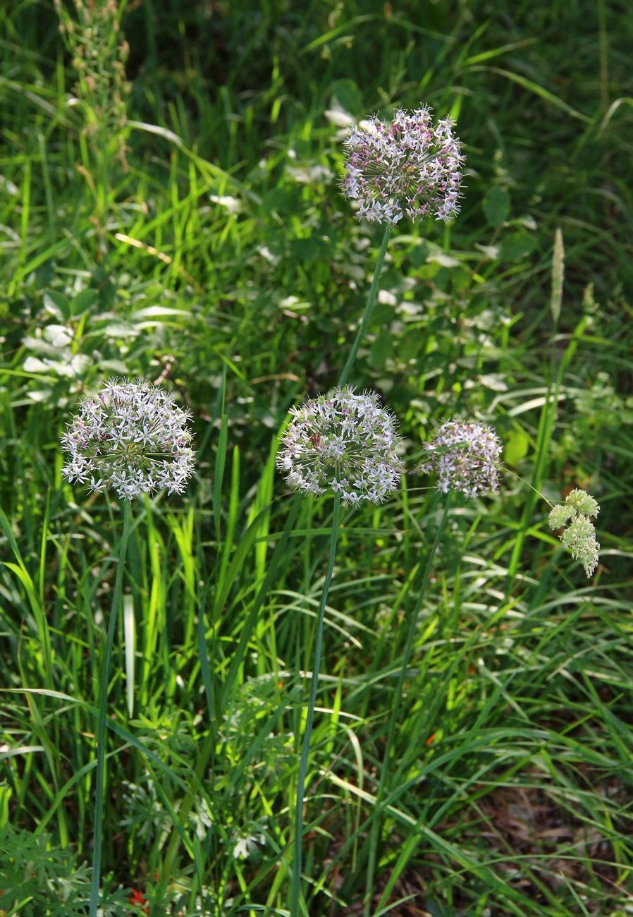 Изображение особи Allium decipiens.