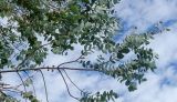 Eucalyptus gunnii