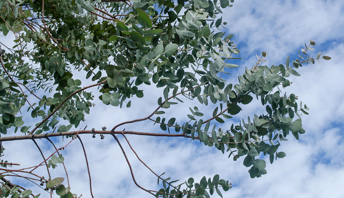 Изображение особи Eucalyptus gunnii.