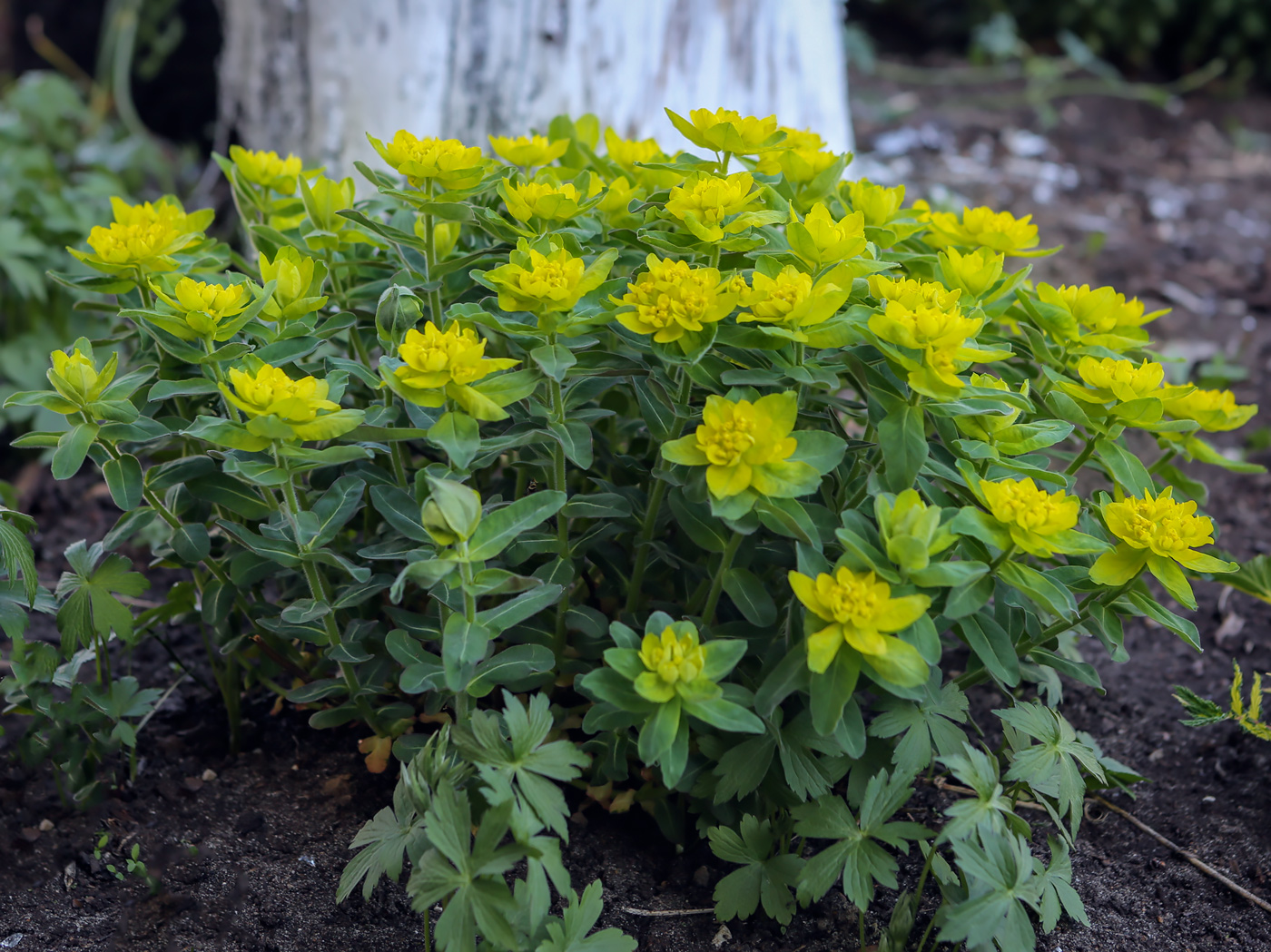 Image of Euphorbia lingulata specimen.