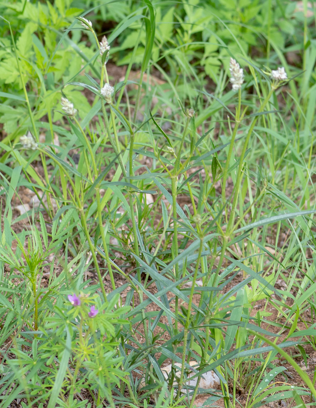 Изображение особи Kyphocarpa angustifolia.