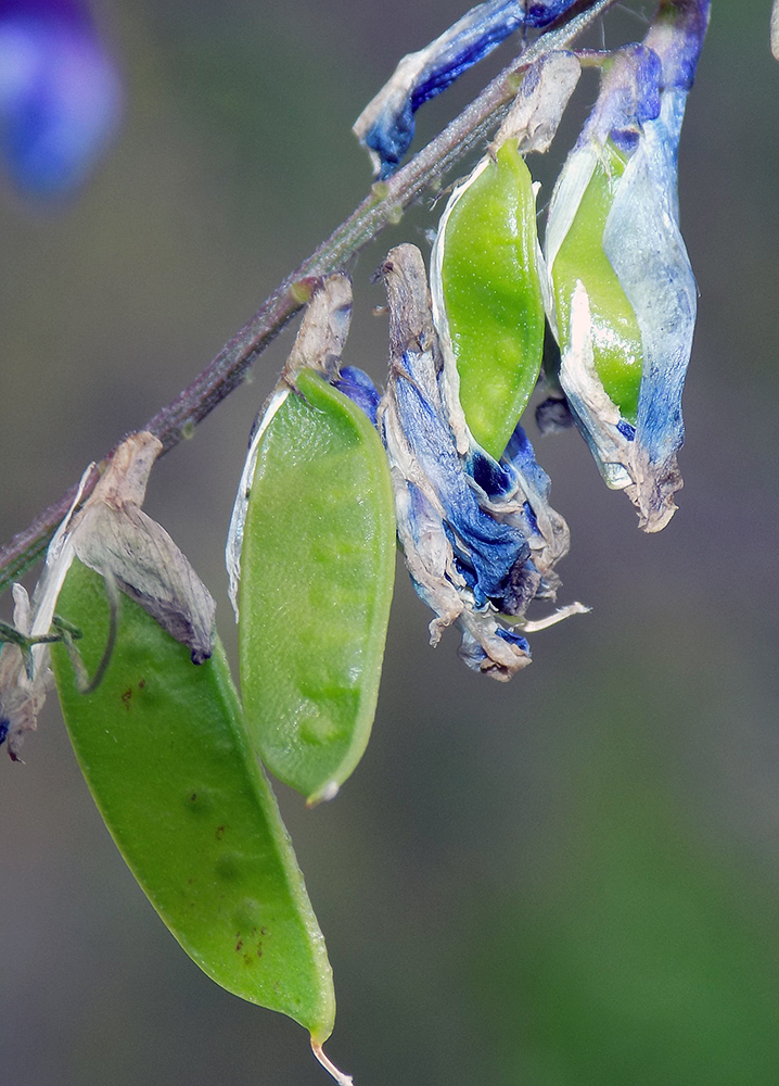 Изображение особи Vicia varia.