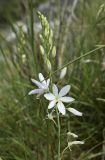 Anthericum liliago. Соцветие. Испания, автономное сообщество Каталония, провинция Жирона, комарка Альт-Эмпорда, муниципалитет Альбанья, окр. комплекса Santuari de la Mare de Déu del Mont, 1124 м н.у.м., крутой склон с.-з. экспозиции. 02.06.2020.