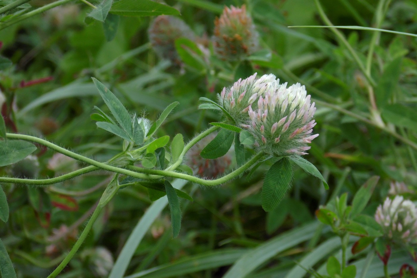 Image of Trifolium diffusum specimen.