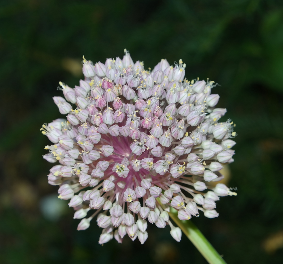 Image of Allium ampeloprasum specimen.