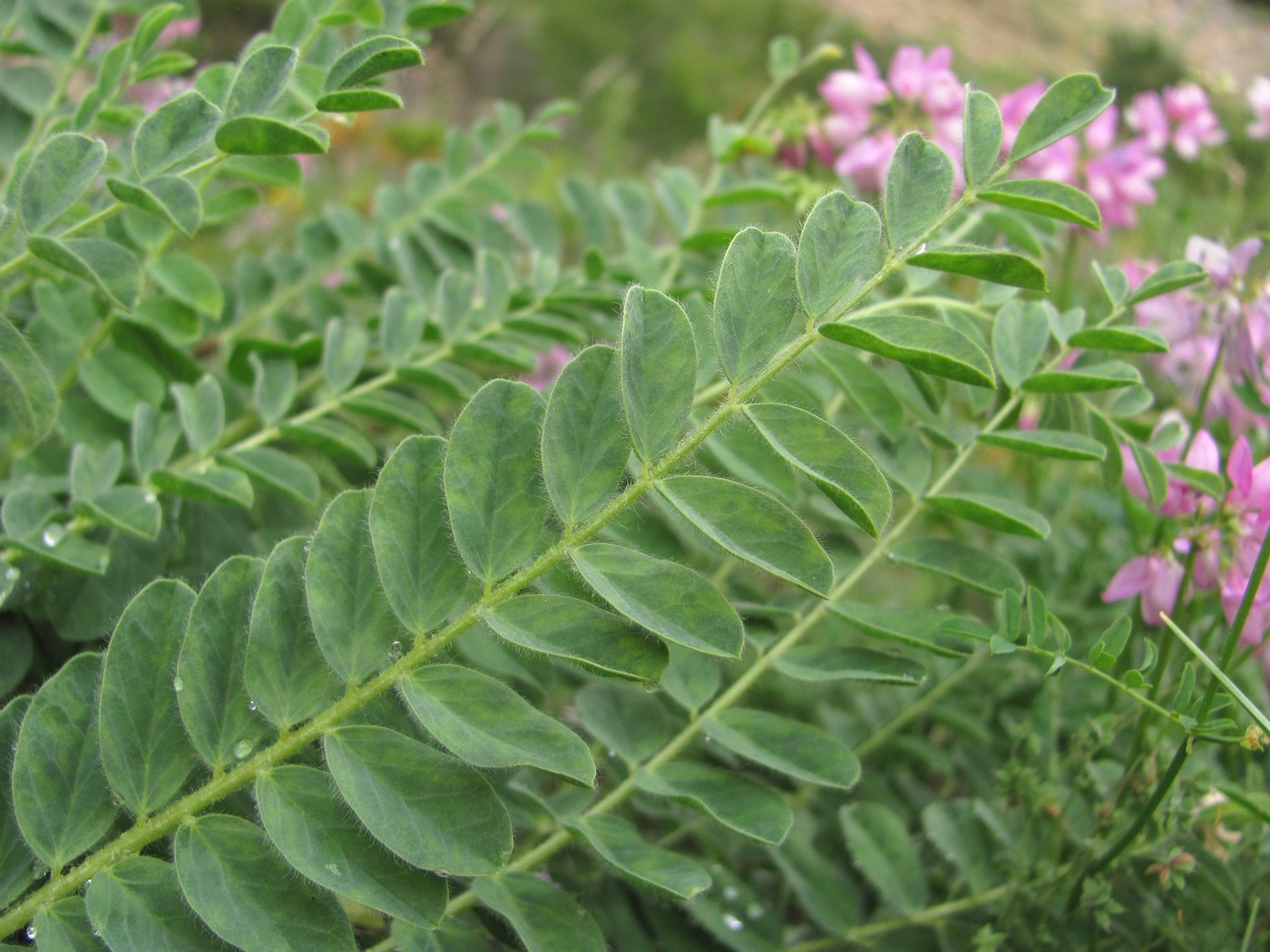 Изображение особи Astragalus polyphyllus.