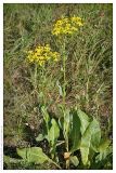 Senecio schwetzowii