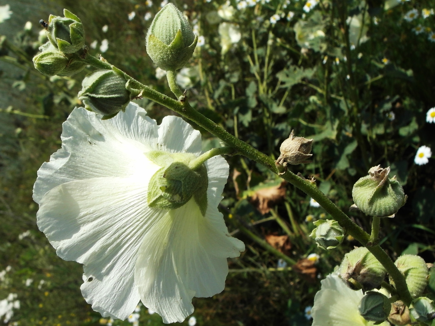 Image of Alcea nudiflora specimen.