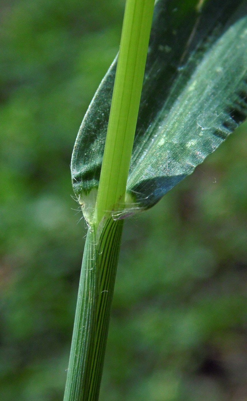 Image of genus Digitaria specimen.