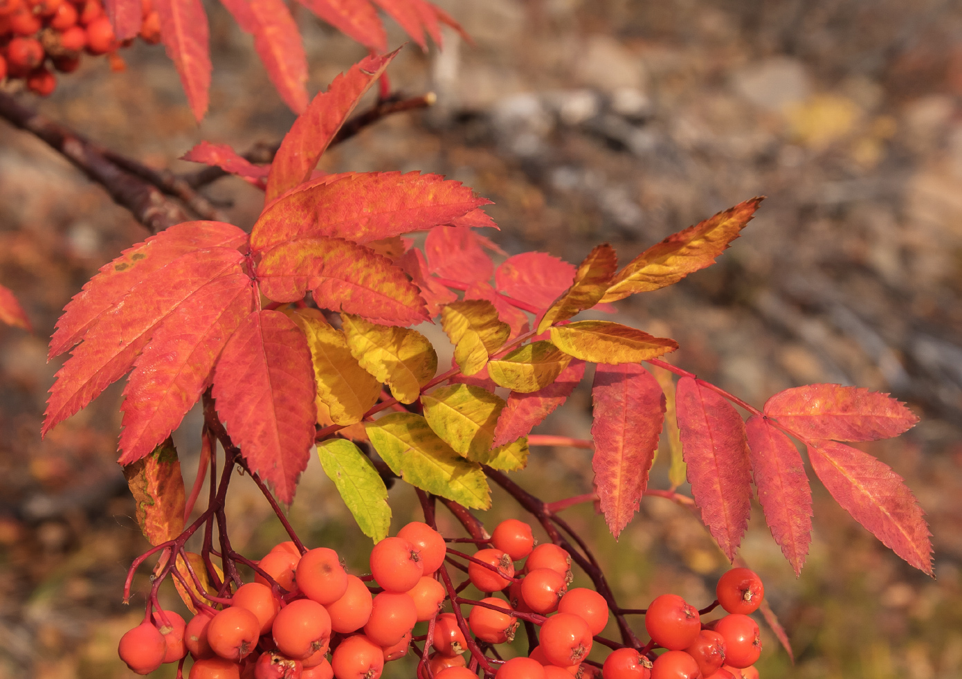 Изображение особи Sorbus sibirica.