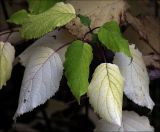 Hydrangea arborescens