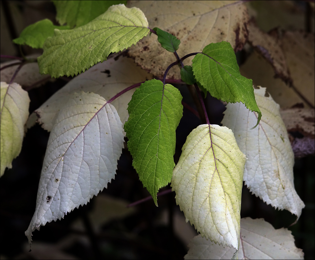 Image of Hydrangea arborescens specimen.