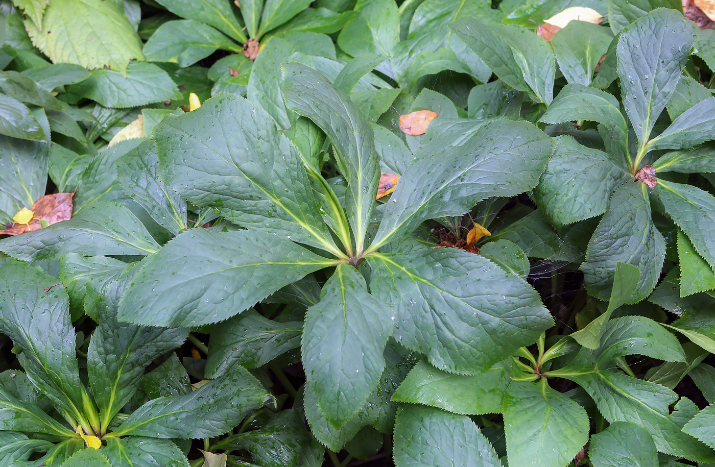 Image of genus Helleborus specimen.