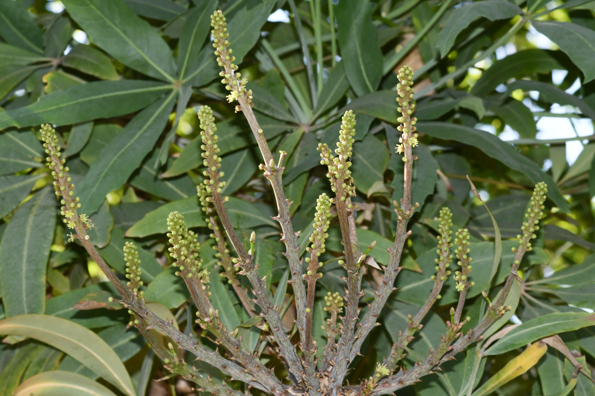 Изображение особи Cussonia paniculata.