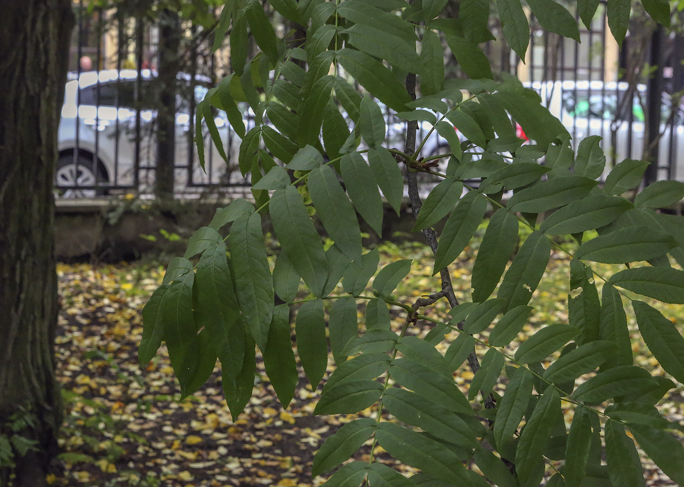 Image of Pterocarya fraxinifolia specimen.