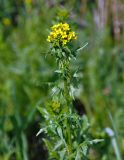 Sisymbrium loeselii