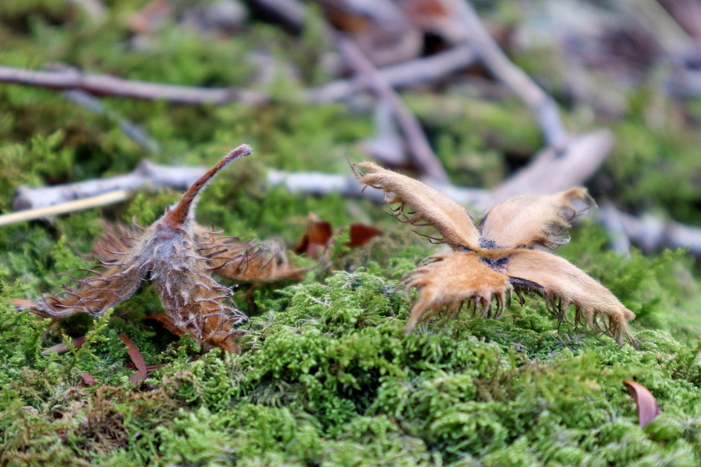 Изображение особи Fagus orientalis.