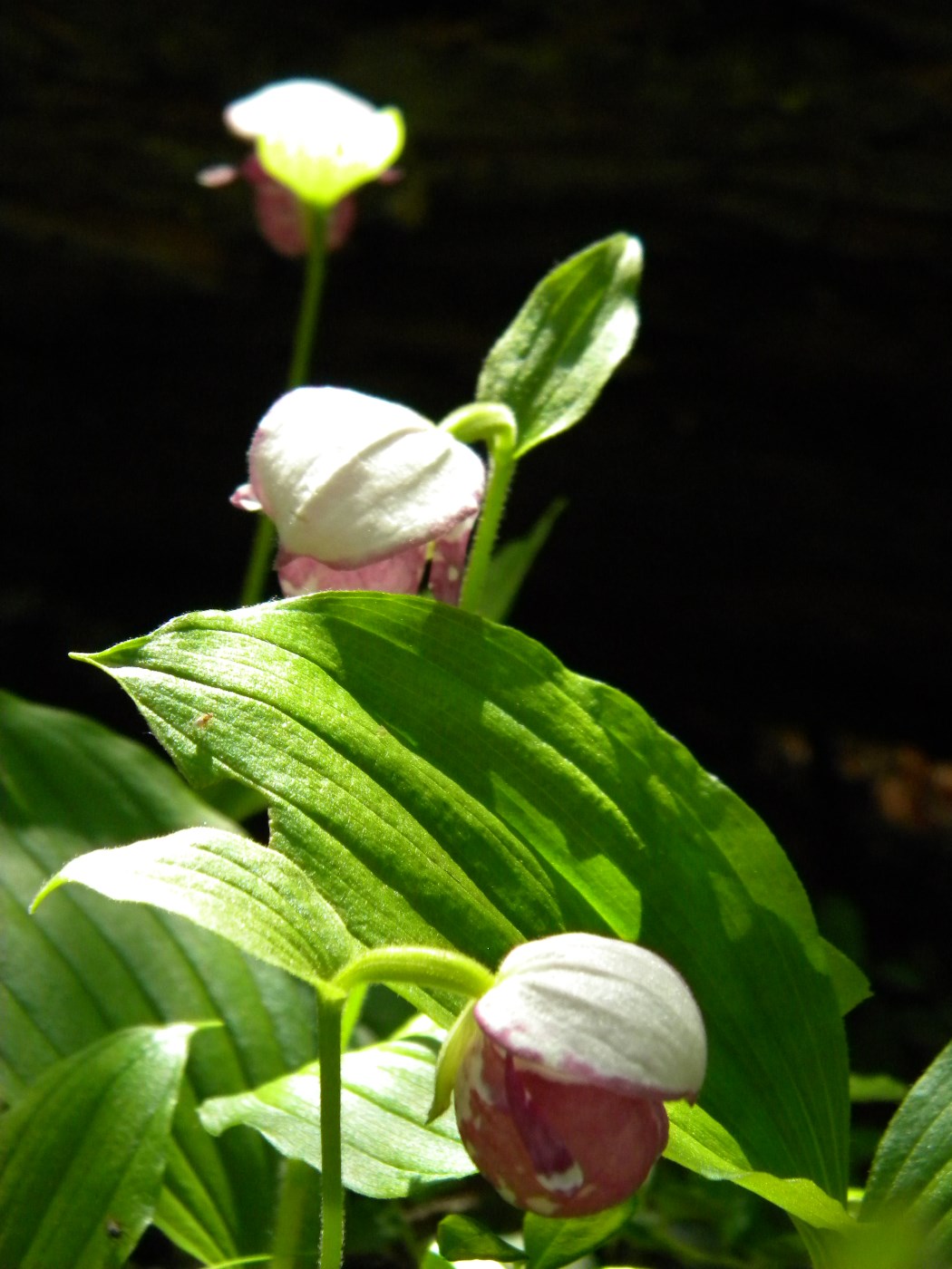 Image of Cypripedium guttatum specimen.