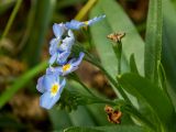 Myosotis palustris. Верхушка побега с соцветием. Московская обл., Дмитровский р-н, окр. пос. Вербилки, пойма р. Якоть, влажная поляна в смешанном лесу (с преобладанием сосны, берёзы и ели). 06.10.2020.