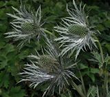 Eryngium alpinum