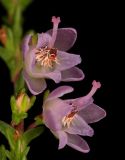 Calluna vulgaris. Часть веточки с цветками. Карелия, Лахденпохский р-н, окр. пос. Ихала, хвойное мелколесье на гравии. 25.07.2014.