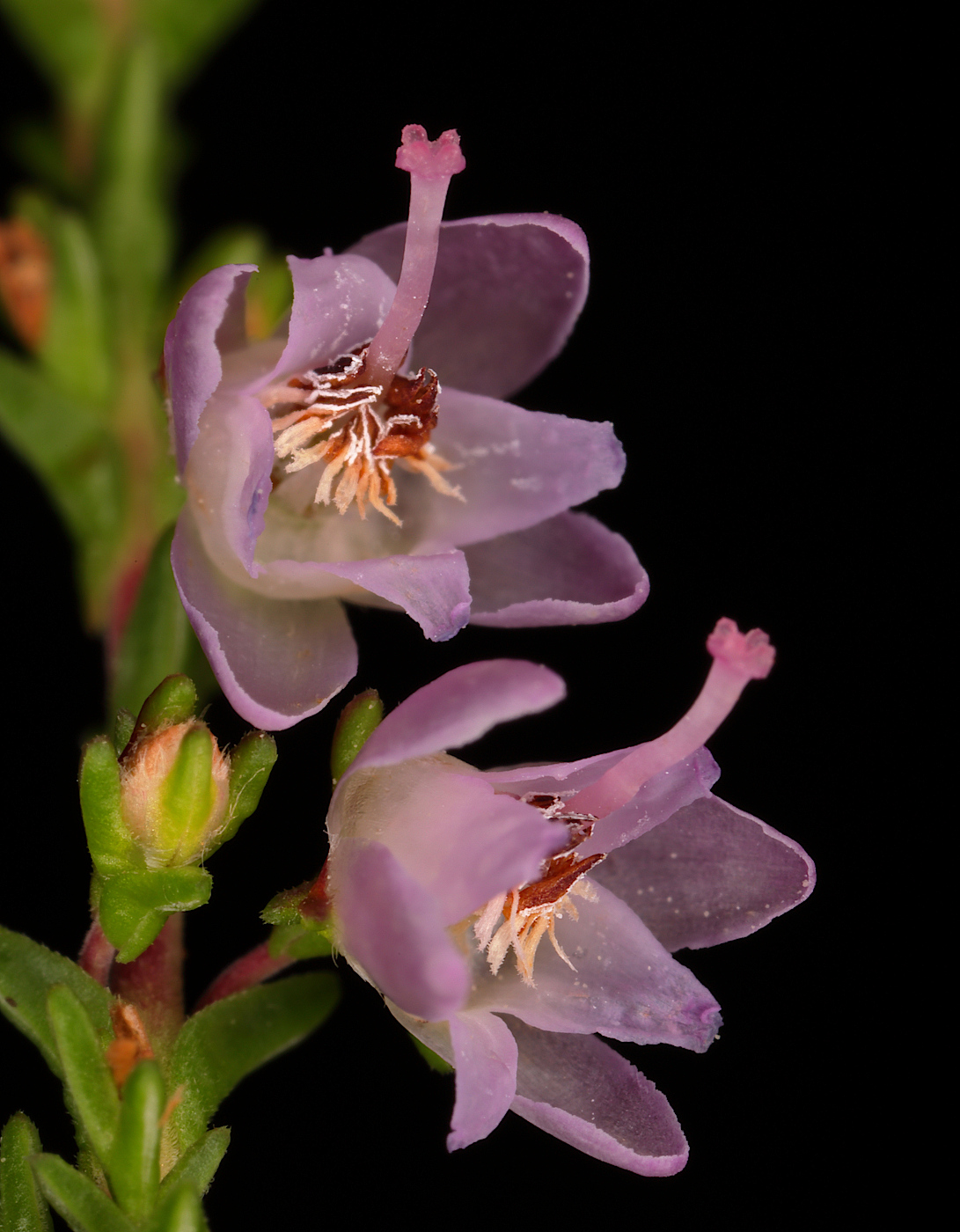 Image of Calluna vulgaris specimen.