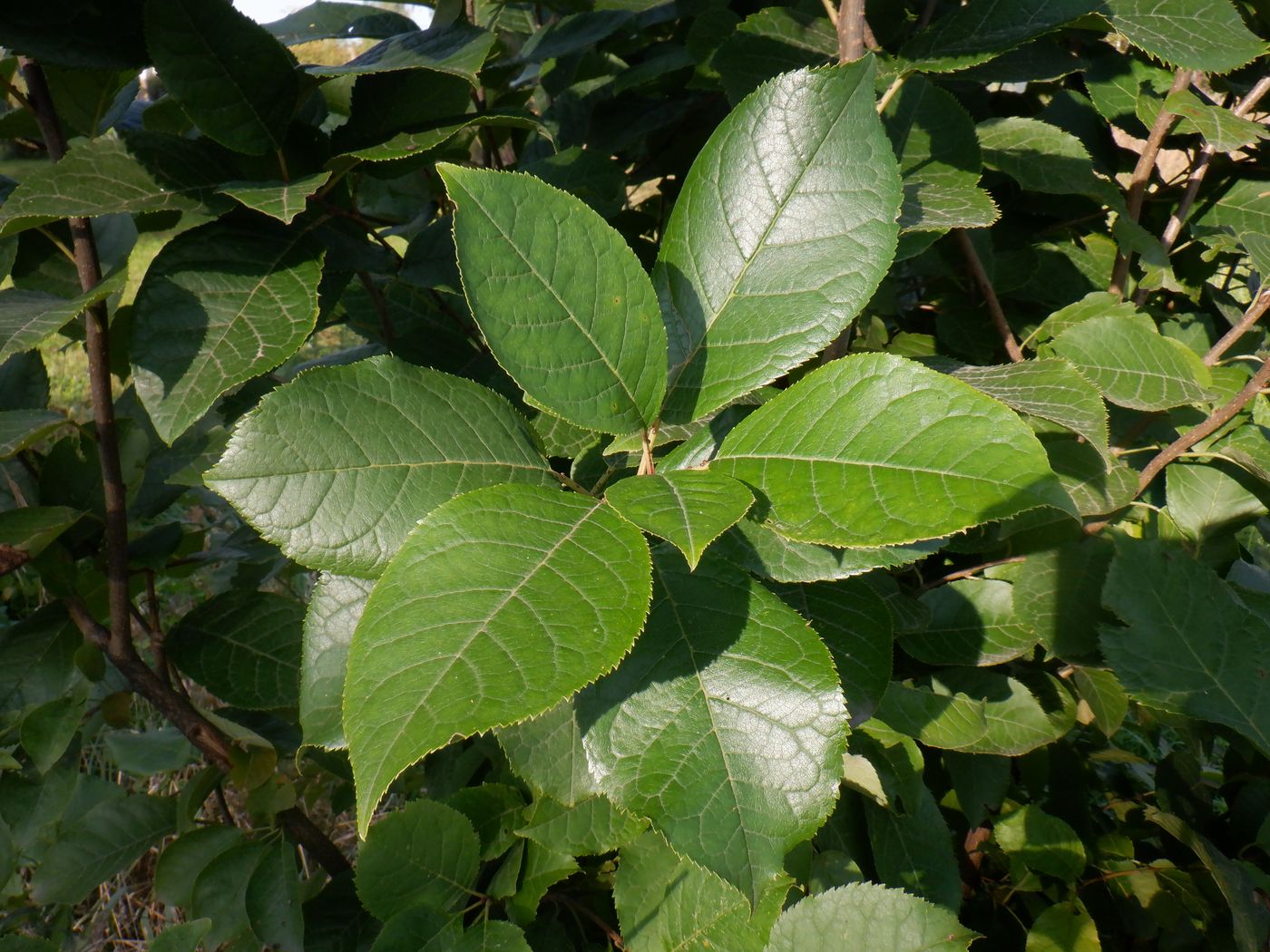 Изображение особи Padus virginiana.