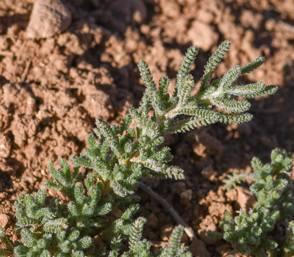 Image of Achillea wilhelmsii specimen.