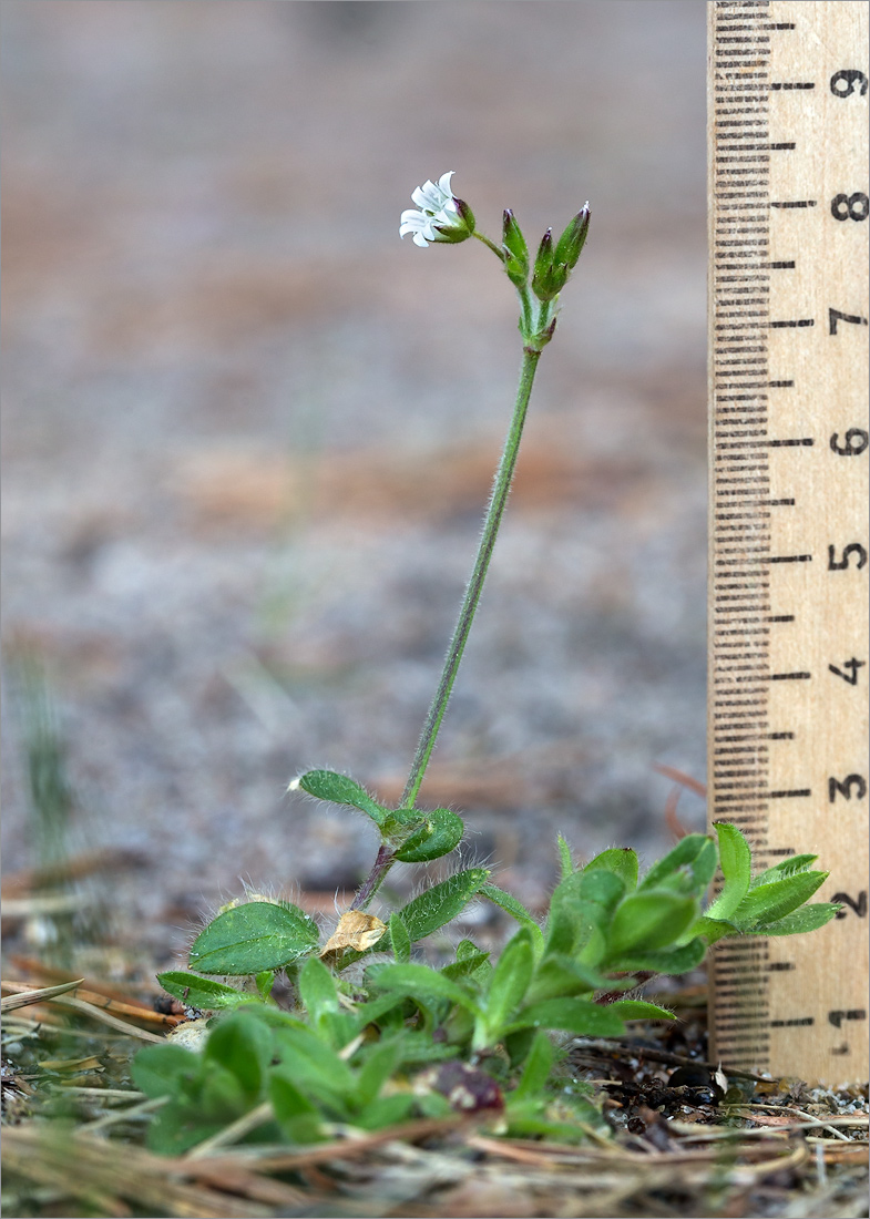 Изображение особи Cerastium holosteoides.