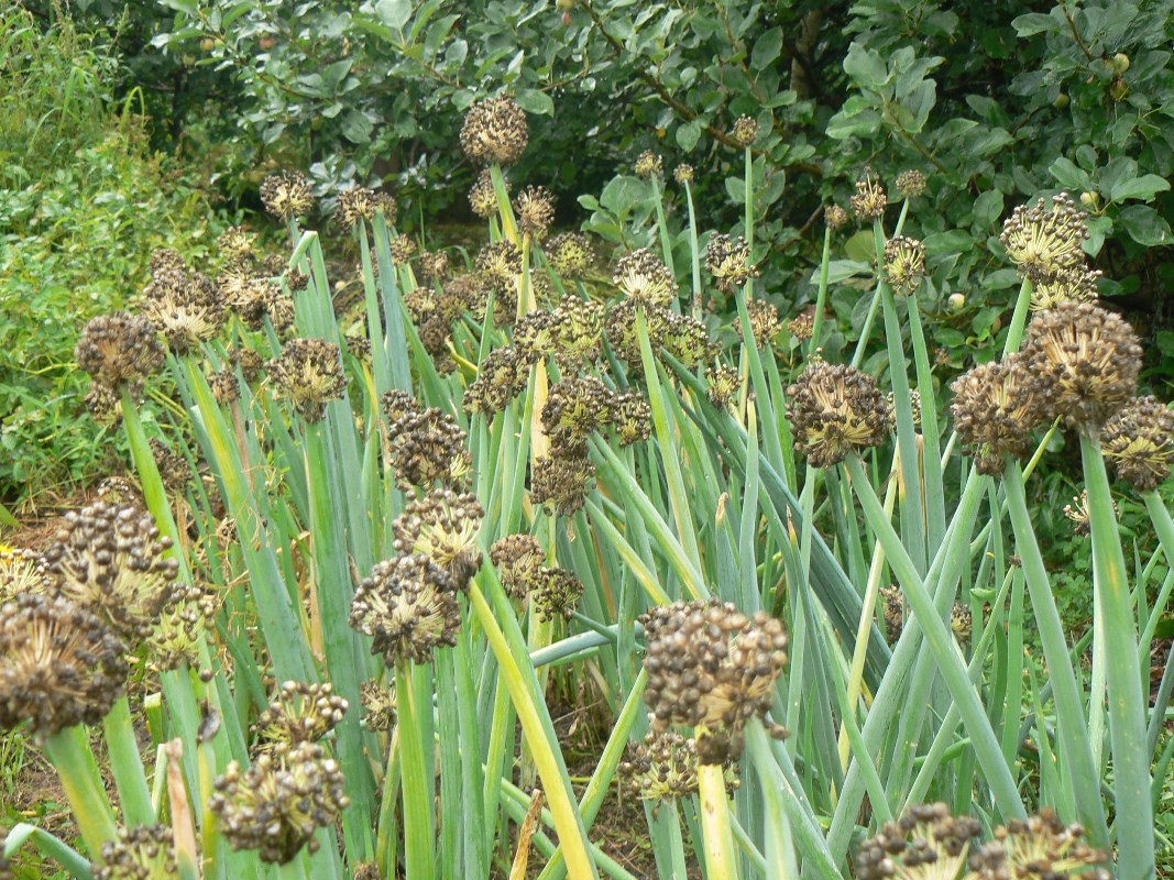 Изображение особи Allium fistulosum.