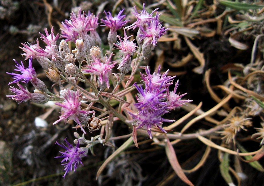 Image of Saussurea pricei specimen.