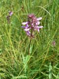 Stachys aspera