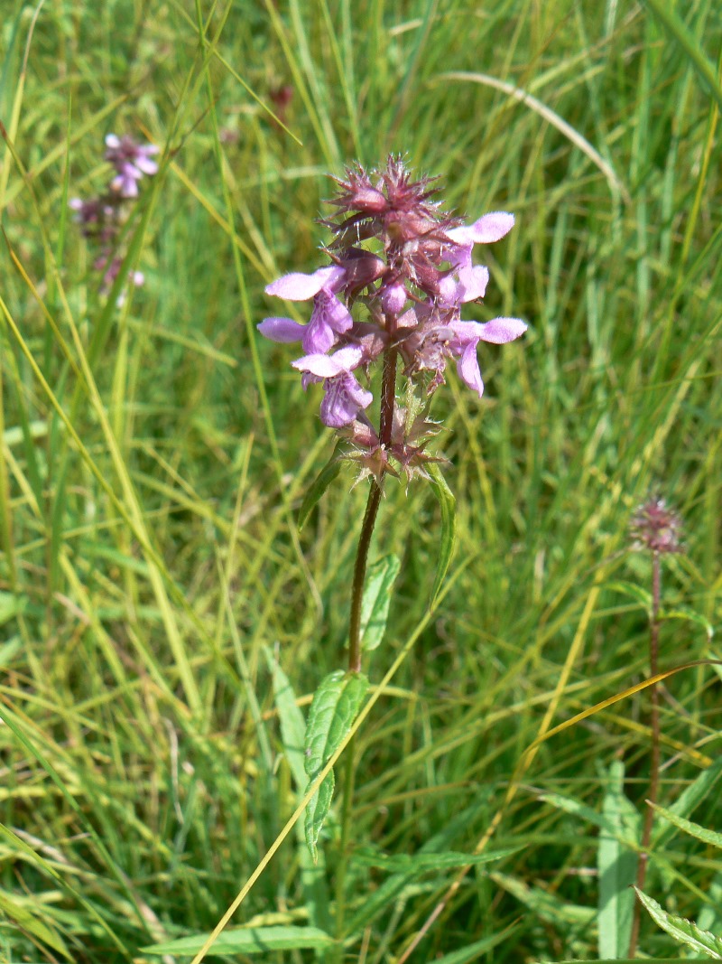 Image of Stachys aspera specimen.