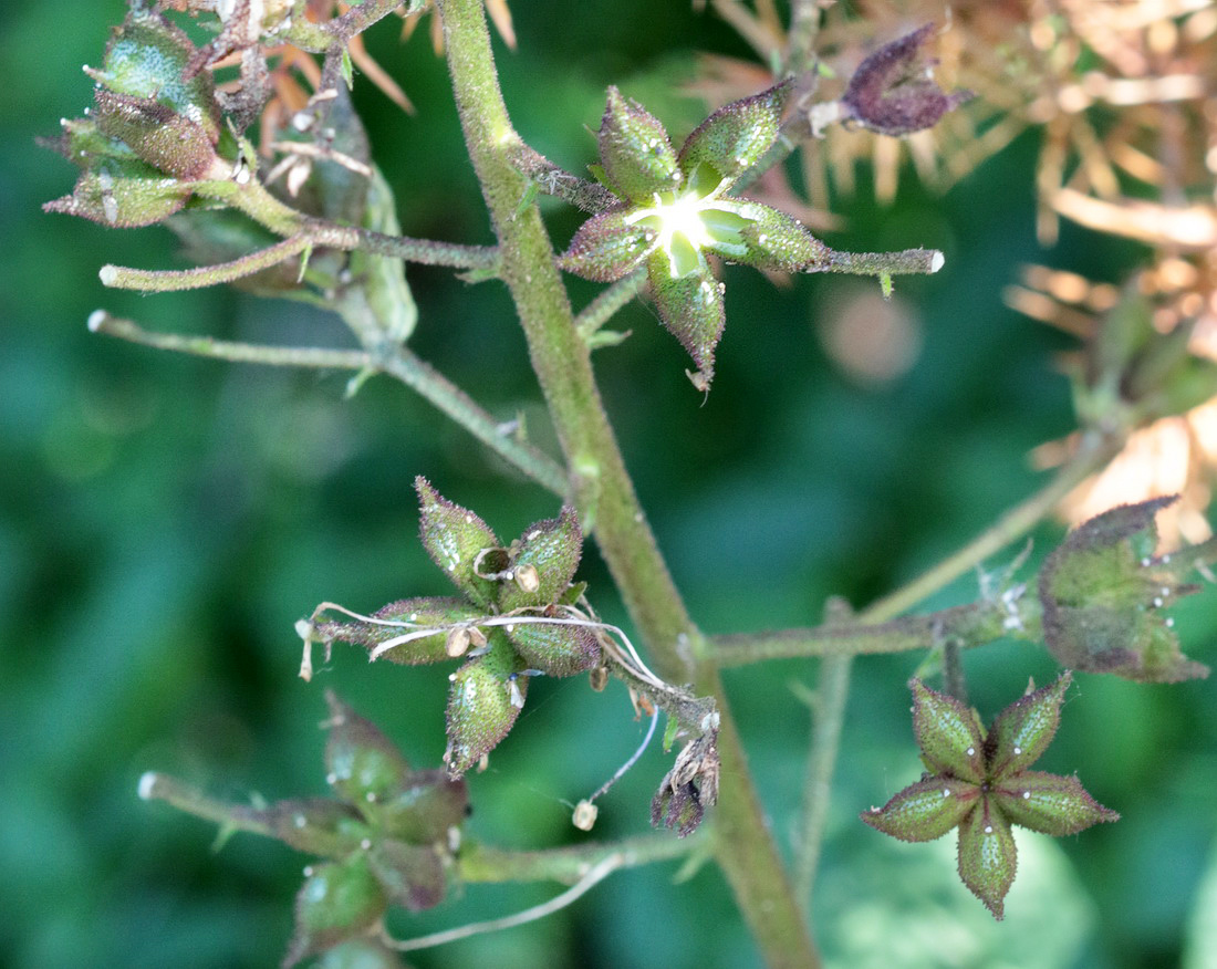 Изображение особи Dictamnus caucasicus.