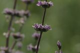 Phlomoides brachystegia