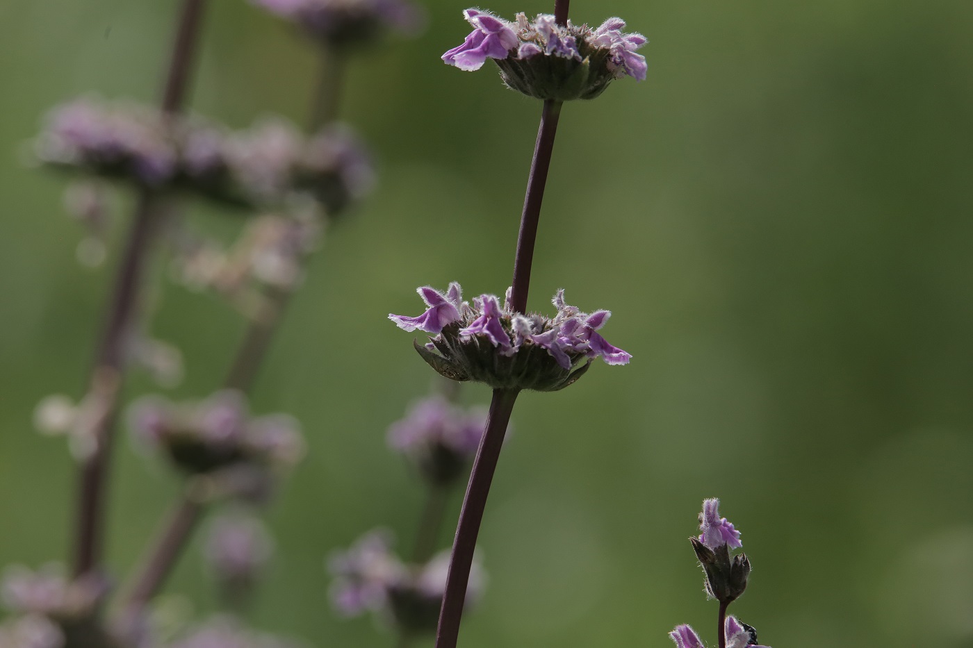 Изображение особи Phlomoides brachystegia.