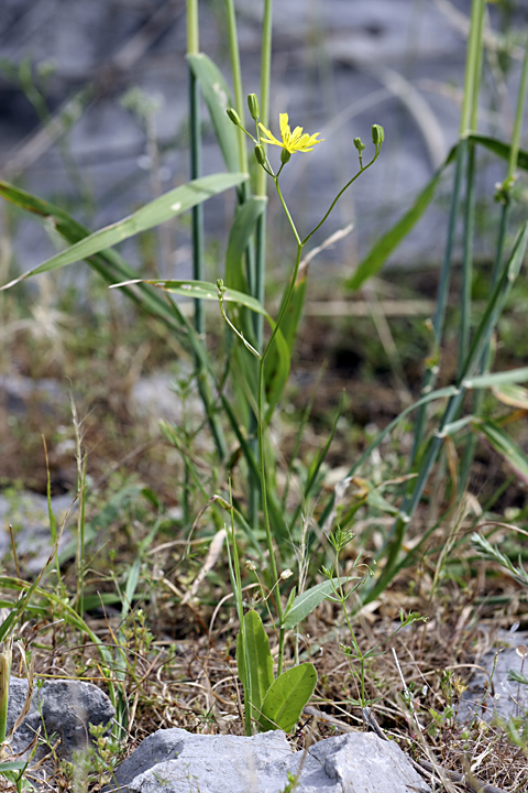 Image of Crepis pulchra ssp. turkestanica specimen.