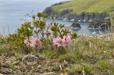 Rhododendron schlippenbachii. Цветущее растение. Приморье, Хасанский р-н, окр. б. Теляковского, вершина сопки. 10.05.2021.