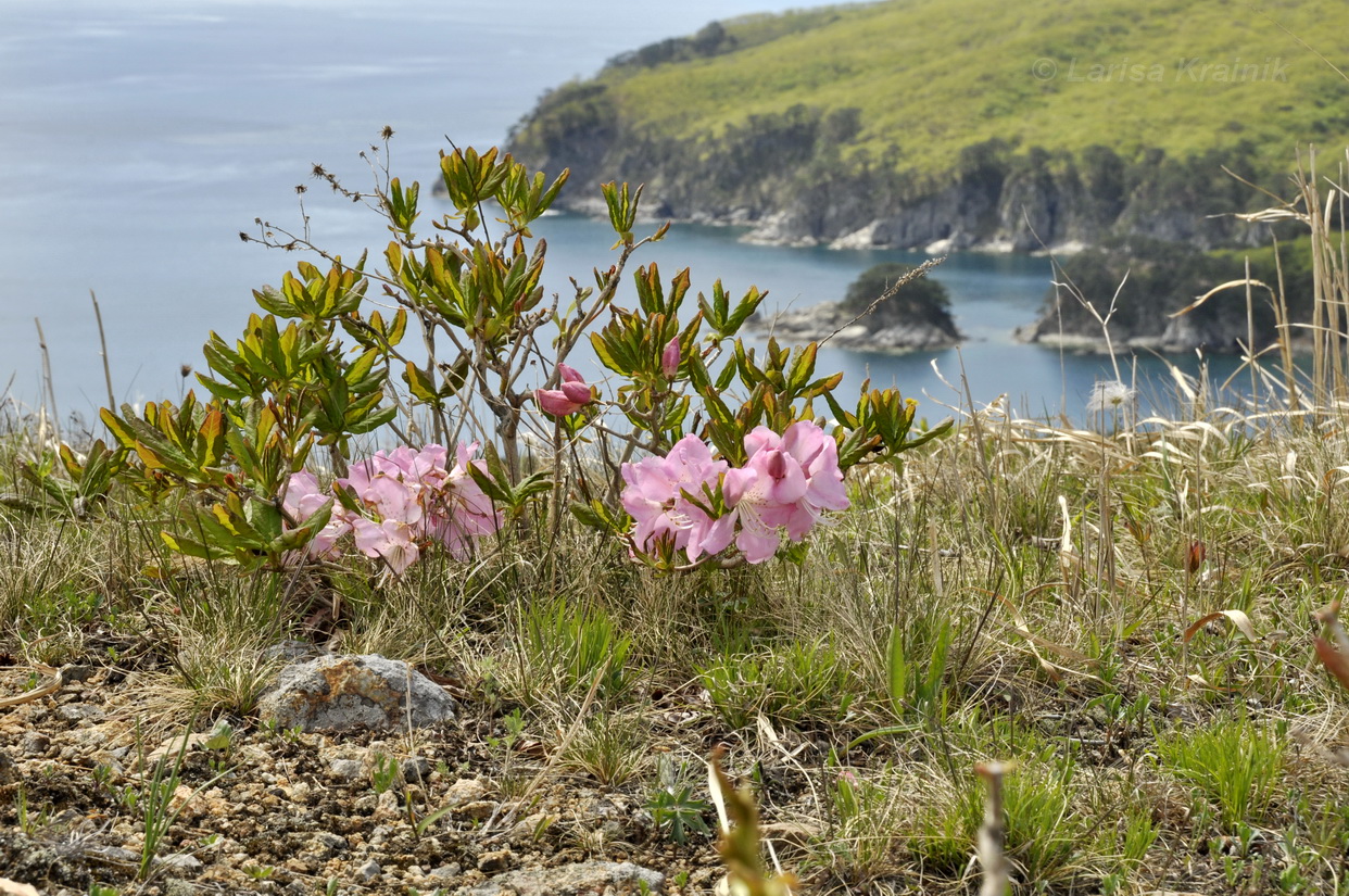 Изображение особи Rhododendron schlippenbachii.