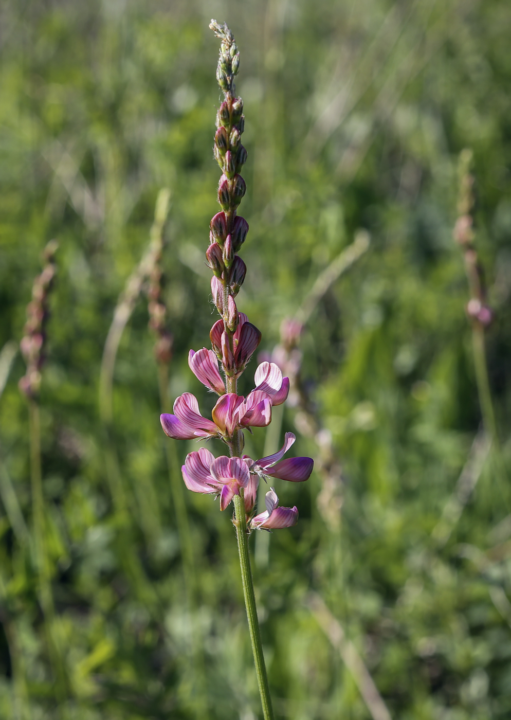 Image of Onobrychis sibirica specimen.