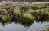 род Carex. Растения в начале вегетации. Челябинская обл., Троицкий р-н, Кособродское сельское поселение, окр. пос. Каменка, долина р. Уй. 3 мая 2021 г.