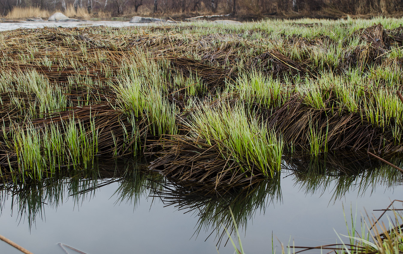 Image of genus Carex specimen.