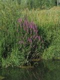 Lythrum salicaria