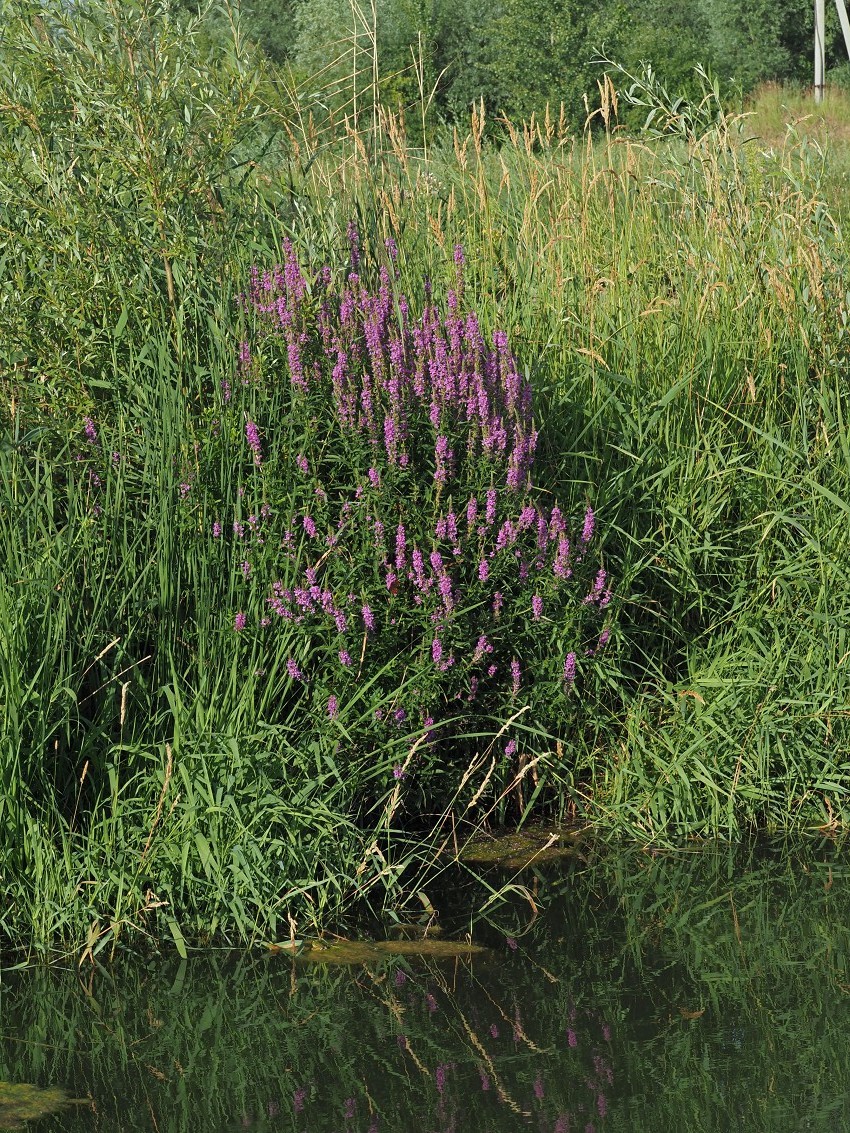 Image of Lythrum salicaria specimen.