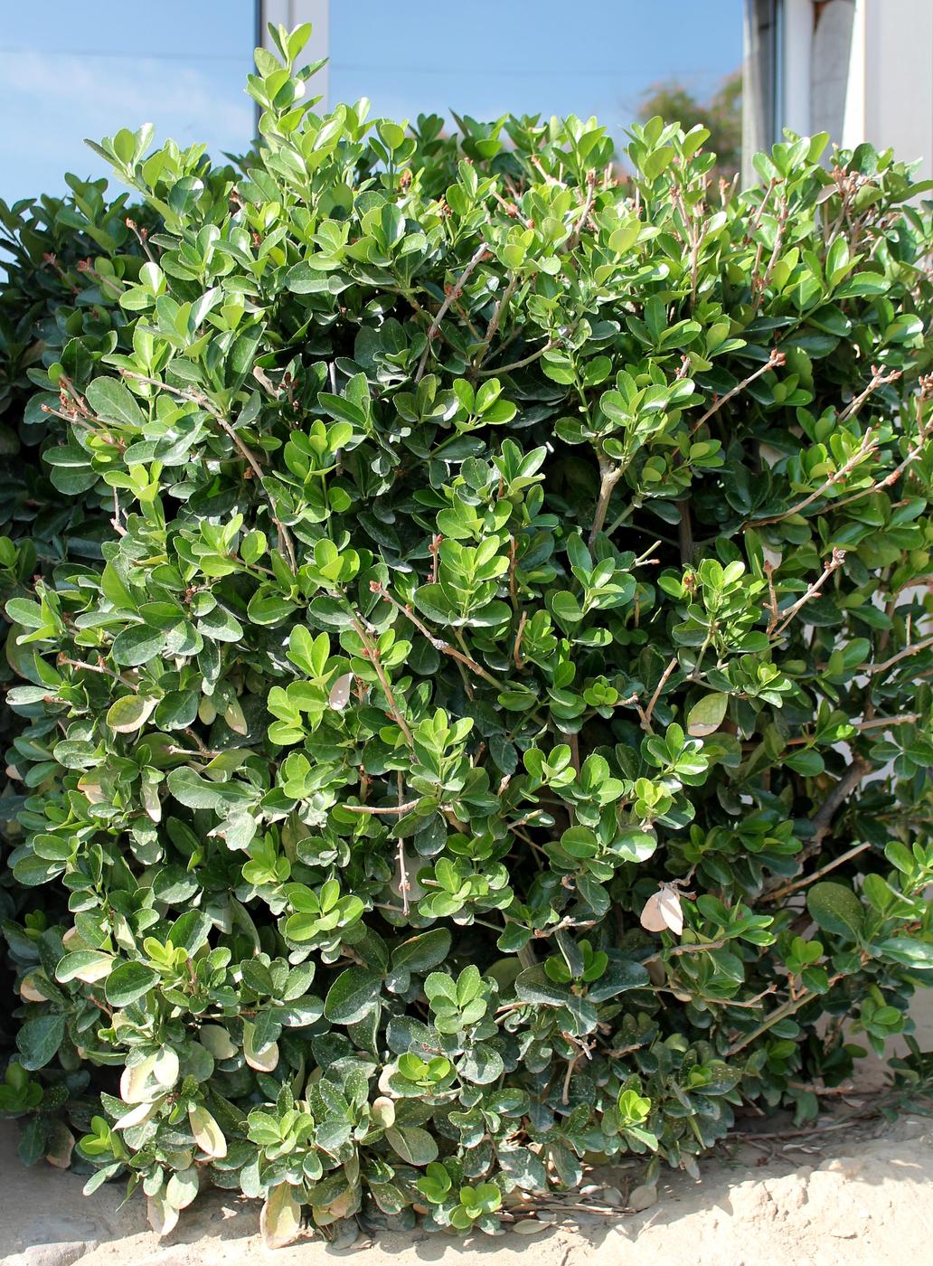 Изображение особи Euonymus japonicus.