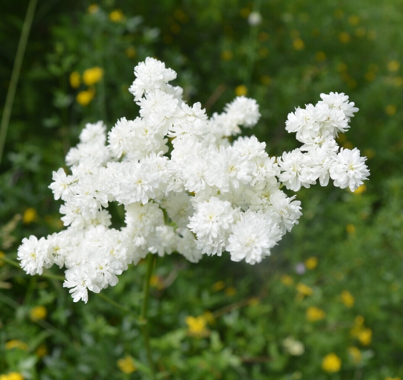 Image of Filipendula vulgaris specimen.