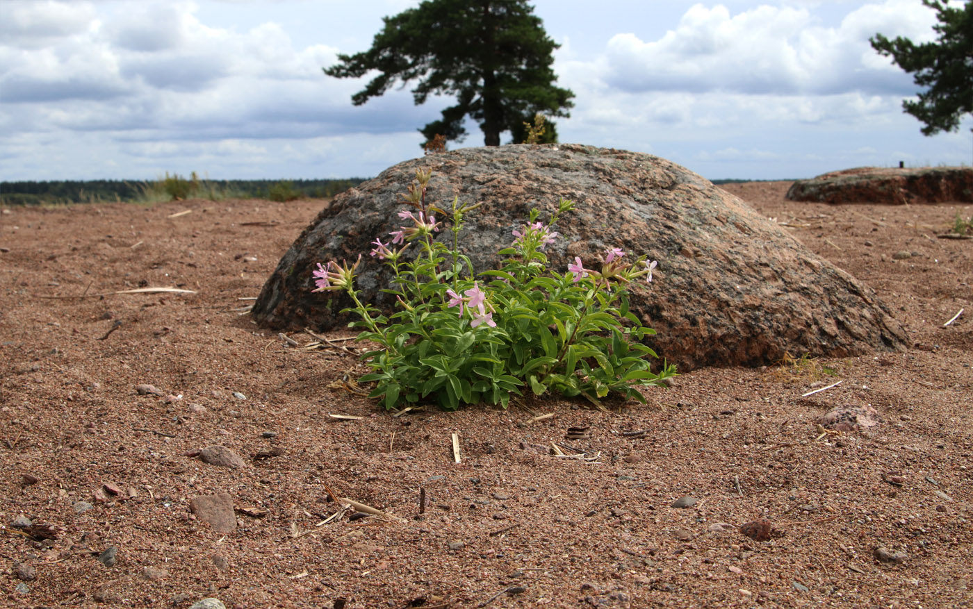 Image of Saponaria officinalis specimen.